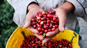 colombie excelso